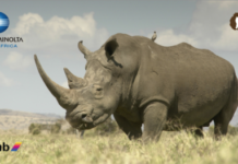 KONICA MINOLTA SOUTH AFRICA SUPPORTS WORLD WIDE FUND NATURE