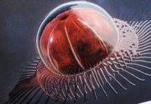 Xaar Launches Its First Larger Drop Printhead For UV Applications