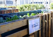 Novus Holdings Combats Food Scarcity