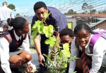 Konica Minolta South Africa Continues In Its Efforts To Green South Africa