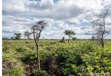 March 21st Is International Day Of Forests