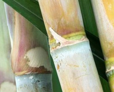 Neschen’s New Book Protection Film Made From Bio-Based Sugar Cane Components Neschen’s New Book Protection Film Made From Bio-Based Sugar Cane Components