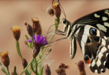 Mondi Announces Partnership With EWT For Improved Sustainability And Biodiversity Mondi Announces Partnership With EWT